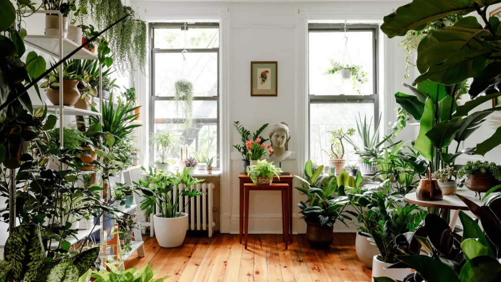 Houseplants: Indoor Air Benefits | Best Agencies